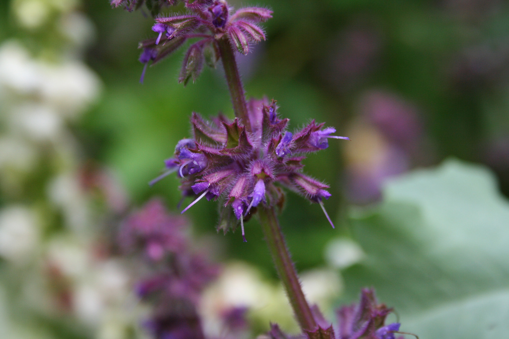 Salvia verticillata